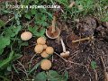 Pholiotina velata-amf493